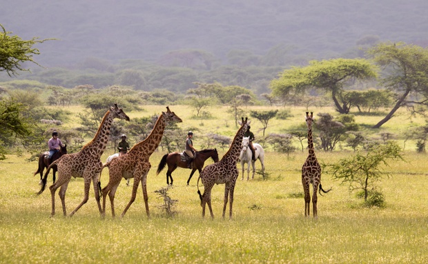 Horse riders quietly observe giraffes in Kenya