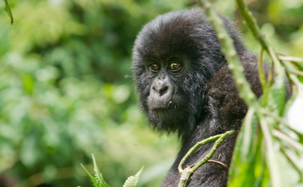 Juvenile mountain gorilla